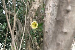 Solandra grandiflora